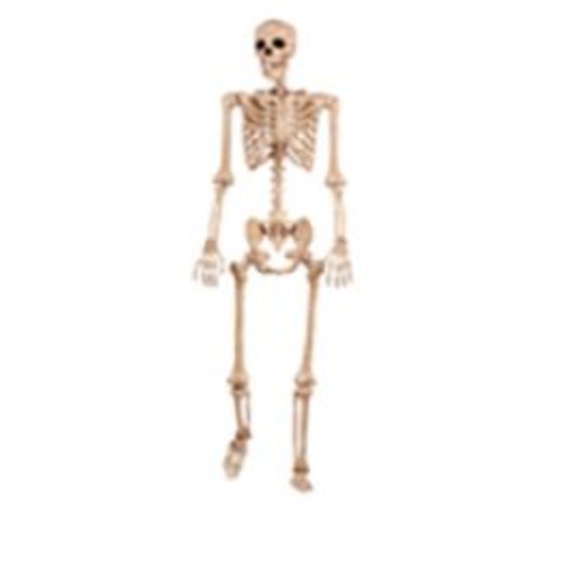 5' LIFE SIZE POSABLE SKELETON