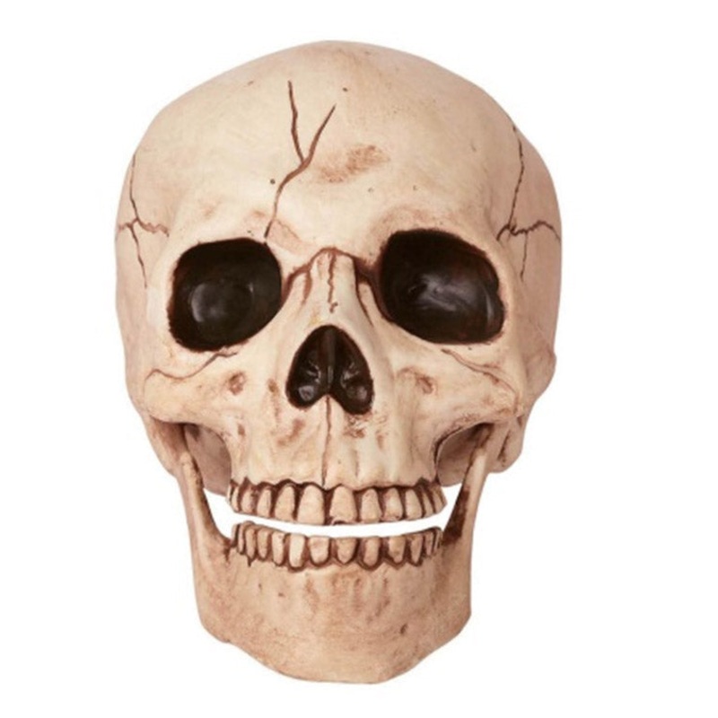 6" Skull w/Moveable Jaw