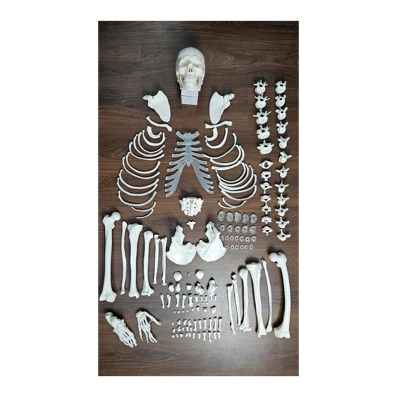 SKELETON NATURAL BONE HNG