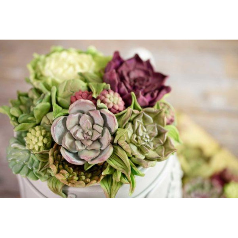 Mould Succulants Karen Davies- Last Chance